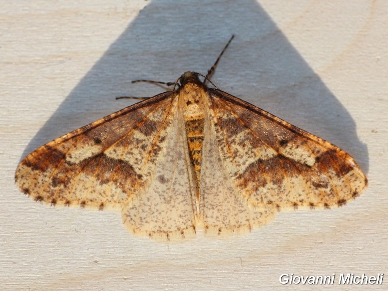 Bella Geometridae da ID - Erannis defoliaria